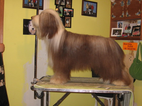 Chester on the grooming table