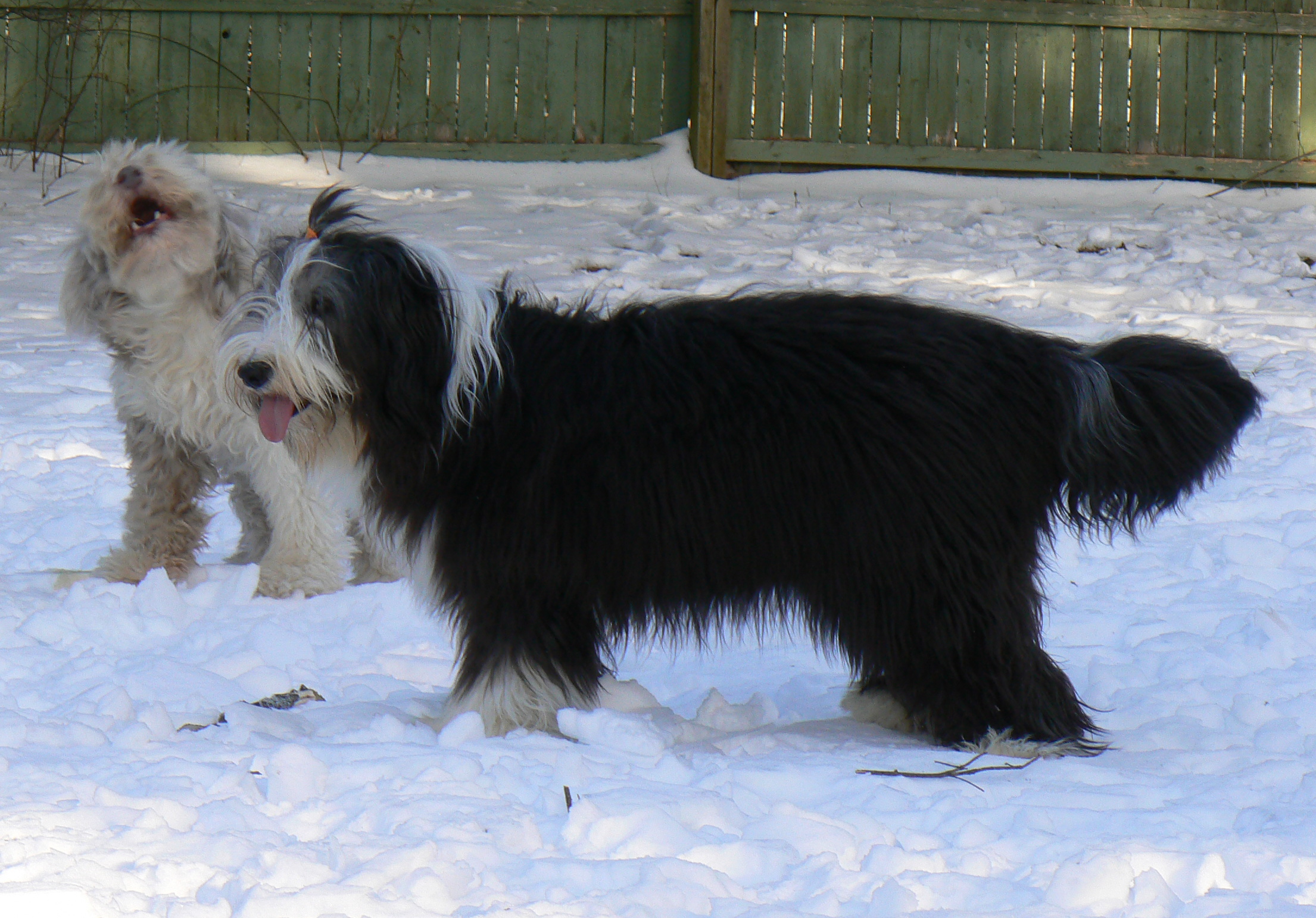 Fiona and Maddie in the snow